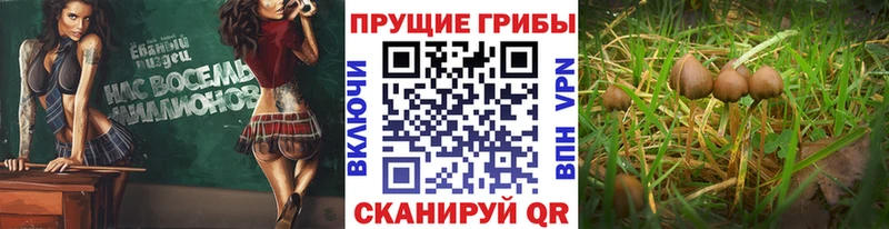 купить наркотики сайты  Южно-Сухокумск  Галлюциногенные грибы Psilocybe 